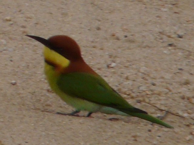 Chestnut-headed Bee-eater-1